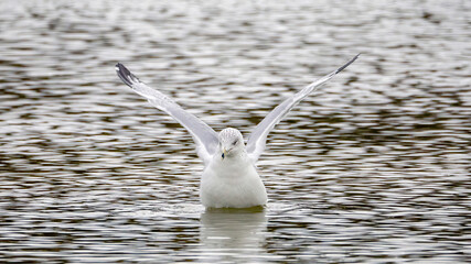 A solo seagull spreading wings in the water