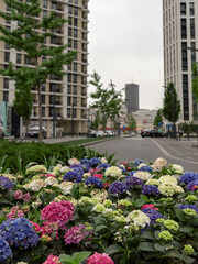Colorful flower garden with a mix of blue, pink, and white flowers
