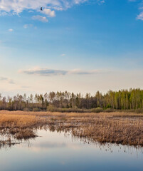 Bird flies over a lake with trees in the background
