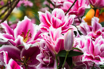 Beautiful Lilium flowers in the tropical garden -  a genus of herbaceous flowering plants growing...