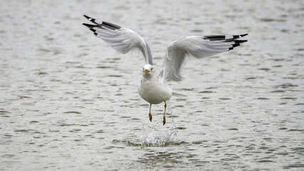 Fototapeta premium A solo seagull spreading its wings and flying up from the calm lake.