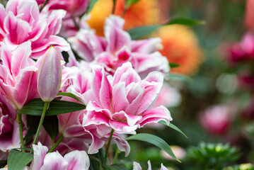 Beautiful Lilium flowers in the tropical garden -  a genus of herbaceous flowering plants growing from bulbs, all with large and often prominent flowers.