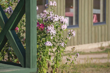 
pink phlox flowers near a wooden fence, with a building wall and windows in the background.