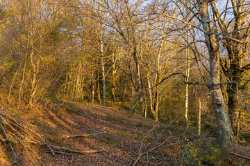 Forest with trees that are shedding their leaves