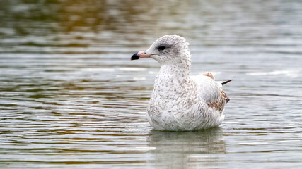 The seagull stays away from the flock to rest at the waterside.