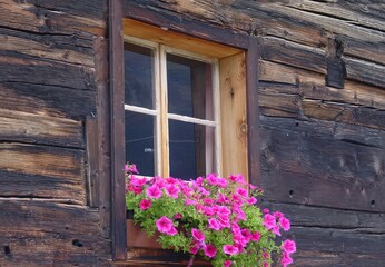 Vintage Wooden Wall Featuring a Window With a Flower Box of Bright Petunias