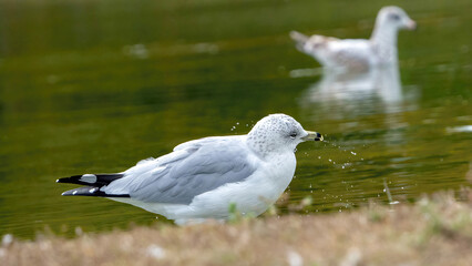The seagull stays away from the flock to rest at the waterside.