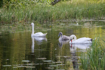 Obraz premium a family of swans with two adult swans and one baby swan swimming in a small pond with reeds on the side.