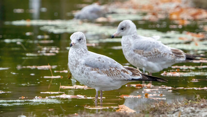 The seagull stays away from the flock to rest at the waterside.