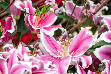 Beautiful Lilium flowers in the tropical garden -  a genus of herbaceous flowering plants growing...