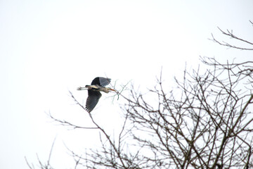 Fototapeta premium Grey heron (Ardea cinerea) carrying a branch in its mouth to build a nest. Bird, animal idea concept. Ornithology. Grey heron flying. Nature. 