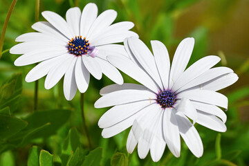 Obraz premium Marguerites du Cap