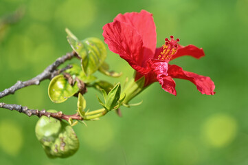 Gros plan sur un hibiscus