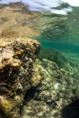 Rocky underwater seascape mediterranean  floor carved by waves  neptune seagrass (Posidonia oceanica) meadows af Porto Conte, Punta Giglio Capo Caccia, Cala Bramassa, Alghero, Sardinia Italy
