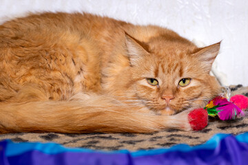 A cat is laying on a blanket, holding a toy in its mouth