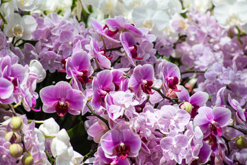 A close-up of a beautiful orchid flower captured in a lush, green tropical garden.