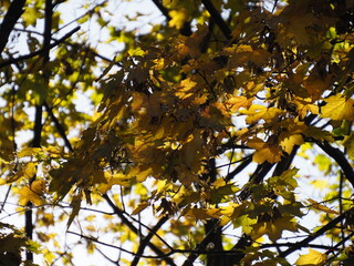 Autumn Leaves on Tree, Sunny Day