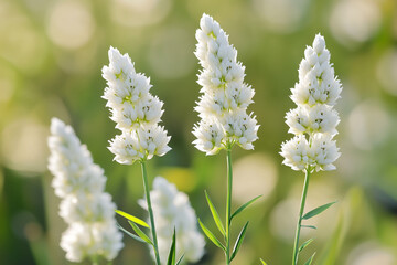 Fototapeta premium White decorative grass flowers in the foreground, blurred background, close-up, sunny day, golden hour, nature photography, natural lighting, high-resolution photography.