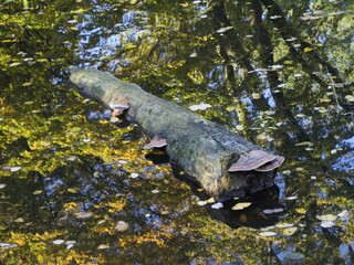 Tree Log with Bracket Fungi in Water, Reflection