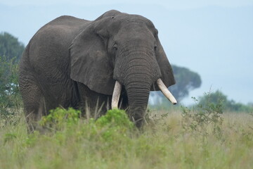 Obraz premium portrait of a very large african elephant in the serengeti national park, facing the camera, with some green in the front