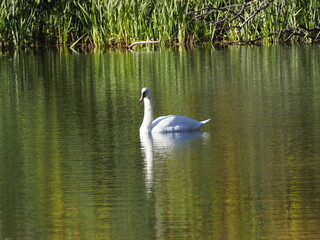 Serene White Swan Gliding on a Tranquil Pond Surrounded by Lush Green Reeds and Branches