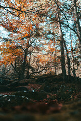 Fototapeta premium Autumn Forest with Vibrant Orange Leaves