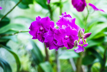 A close-up of a beautiful orchid flower captured in a lush, green tropical garden.