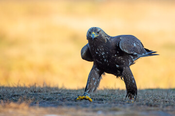 Orzeł przedni, zys (Aquila chrysaetos) © Grzegorz