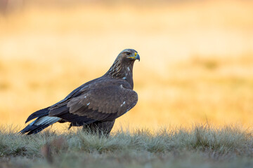 Orzeł przedni, zys (Aquila chrysaetos) © Grzegorz