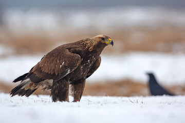 Orzeł przedni, zys (Aquila chrysaetos) © Grzegorz