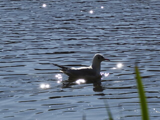 Seagull swimming in a serene lake with sparkling water reflections on a sunny day