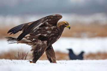 Orzeł przedni, zys (Aquila chrysaetos) © Grzegorz
