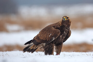 Orzeł przedni, zys (Aquila chrysaetos) © Grzegorz