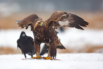 Orzeł przedni, zys (Aquila chrysaetos) © Grzegorz