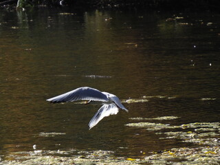 Serene White Swan Gliding on a Tranquil Pond Surrounded by Lush Green Reeds and Branches