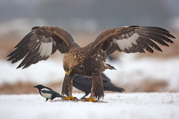Orzeł przedni, zys (Aquila chrysaetos) © Grzegorz