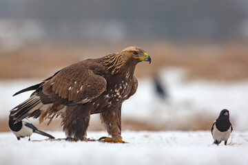 Orzeł przedni, zys (Aquila chrysaetos) © Grzegorz