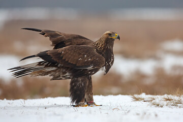 Orzeł przedni, zys (Aquila chrysaetos) © Grzegorz