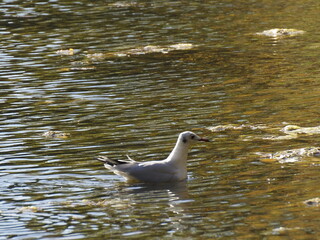 Gull in Pond, Sunny Day