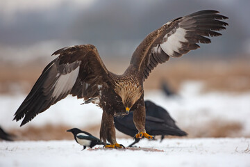 Orzeł przedni, zys (Aquila chrysaetos) © Grzegorz