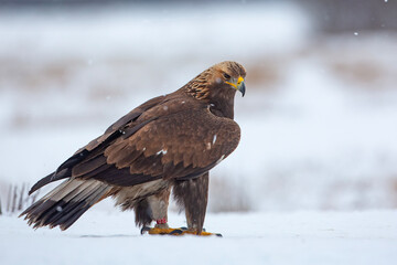 Orzeł przedni, zys (Aquila chrysaetos) © Grzegorz