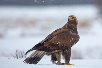 Orzeł przedni, zys (Aquila chrysaetos) © Grzegorz