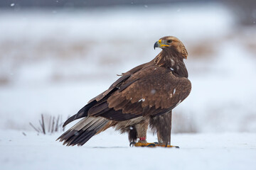 Orzeł przedni, zys (Aquila chrysaetos)