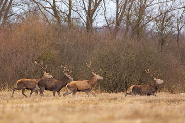 Jeleń szlachetny (Cervus elaphus) © Grzegorz