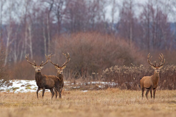 Jeleń szlachetny (Cervus elaphus) © Grzegorz