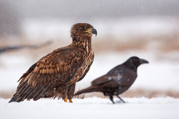 Bielik, orzeł bielik, birkut (Haliaeetus albicilla) © Grzegorz