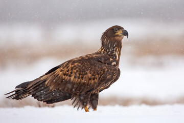 Bielik, orzeł bielik, birkut (Haliaeetus albicilla) © Grzegorz