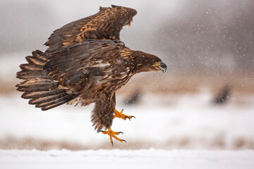 Bielik, orzeł bielik, birkut (Haliaeetus albicilla) © Grzegorz