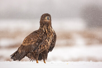 Bielik, orzeł bielik, birkut (Haliaeetus albicilla) © Grzegorz
