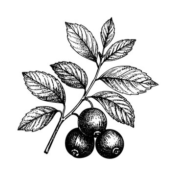 Blueberry leaf sketch engraving black and white outline. Scratch board imitation.

